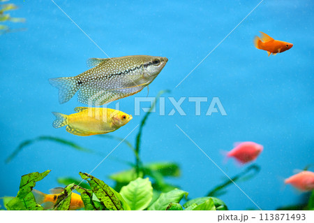 Colorful exotic fish swimming in deep blue water aquarium with green tropical plants Colorful exotic fish swimming in deep blue water aquarium with green tropical plants 113871493