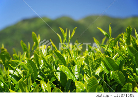 初夏の青空に映える新茶畑《伊勢茶・三重県四日市市水沢町》 初夏の青空に映える新茶畑《伊勢茶・三重県四日市市水沢町》 113871509