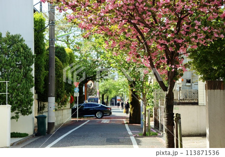 朝の成城学園街路樹 朝の成城学園街路樹 113871536