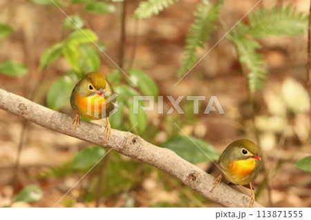 可愛いくて綺麗なソウシチョウ・・でも特定外来生物 113871555
