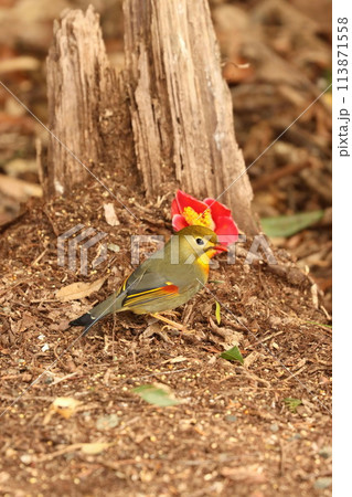 可愛いくて綺麗なソウシチョウ・・でも特定外来生物 113871558