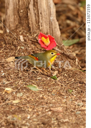 可愛いくて綺麗なソウシチョウ・・でも特定外来生物 113871559