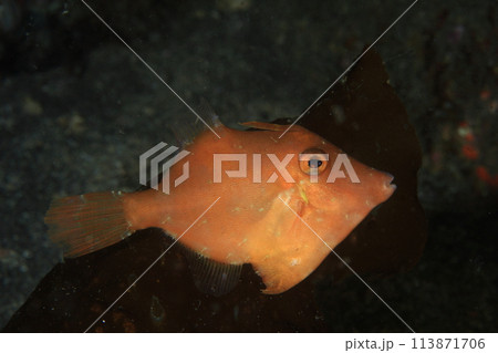 アミメハギ 113871706