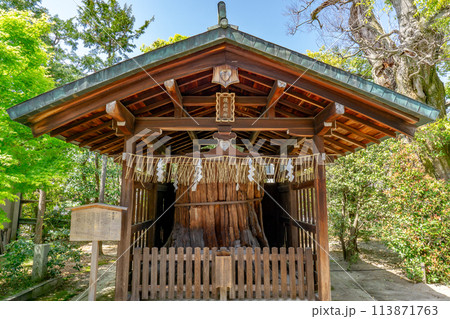 京都市北区のわら天神宮（敷地神社）綾杉明神　御神木 113871763