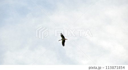 Stork bird with spread wings flying, soaring high in blue sky Stork bird with spread wings flying, soaring high in blue sky 113871854