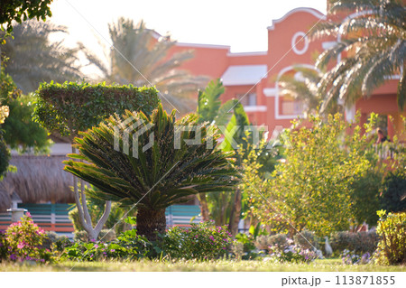 Closeup of green tropical plants in summer garden 113871855