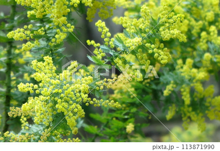 ミモザ（ワトル）の黄色い花 113871990