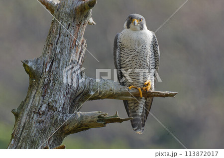 木の枝で休憩するハヤブサ成鳥 113872017