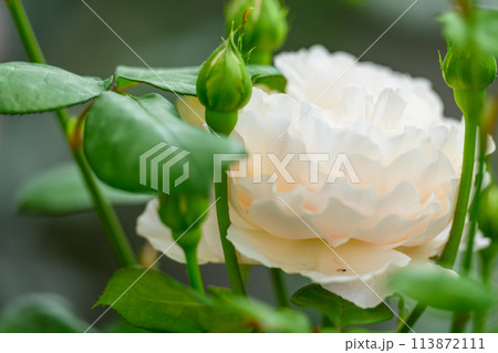 美しい自然の光芒に映えるバラの花【アンナ　プルナ】クローズアップ撮影（はな阿蘇美）) 113872111