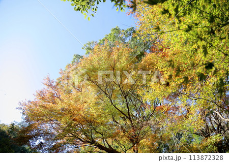 秋の公園　色づくカエデの葉 113872328