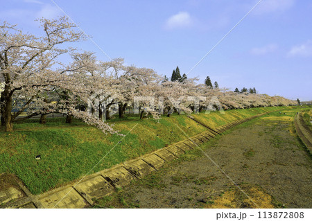 桧木内川桜堤2 桧木内川桜堤2 113872808