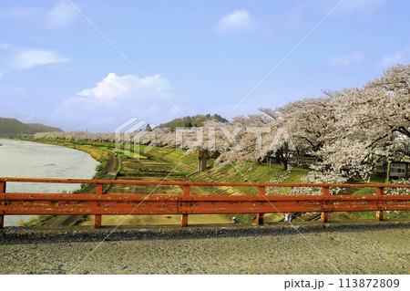 桧木内川桜堤と横町橋 桧木内川桜堤と横町橋 113872809