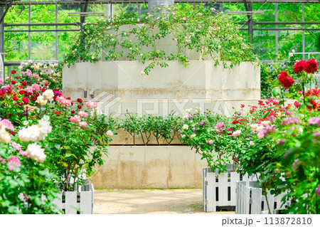 美しい自然光芒を浴びる彩りのバラの花(温室内風景)（はな阿蘇美）) 113872810