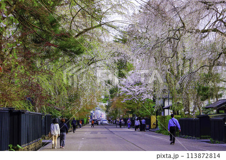しだれ桜の下を歩く人々 しだれ桜の下を歩く人々 113872814