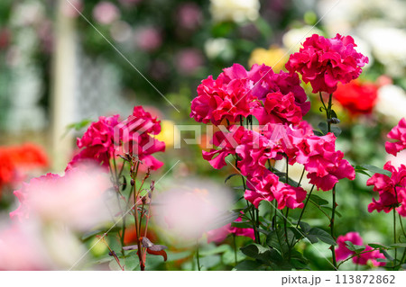 美しい自然光芒に映えるピンク赤いバラの花　　クローズアップ撮影（はな阿蘇美）) 113872862