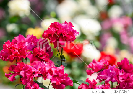 美しい自然光芒に映えるピンク赤いバラの花　　クローズアップ撮影（はな阿蘇美）) 113872864
