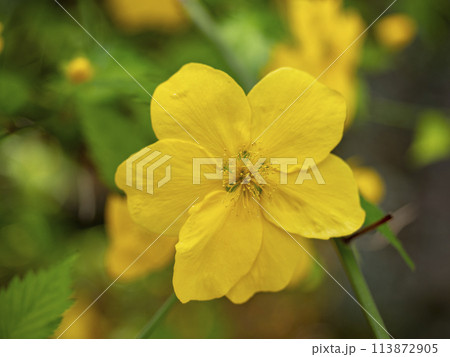 六枚の花びらを持つ山吹の花 六枚の花びらを持つ山吹の花 113872905