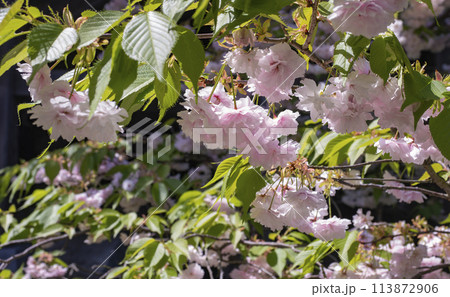 八重桜が満開 八重桜が満開 113872906