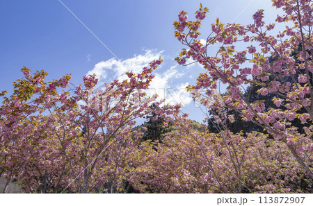 ピンク色の八重桜が満開の春の空 ピンク色の八重桜が満開の春の空 113872907