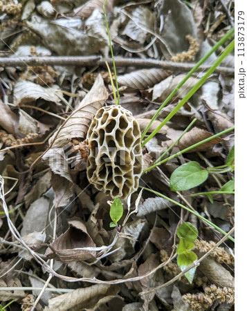 アミガサタケ 2024 アミガサタケ 2024 113873179