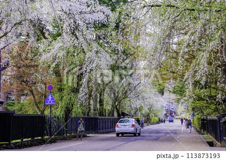 桜のトンネルを走る車 113873193
