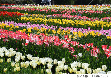 原尻の滝のチューリップ 原尻の滝のチューリップ 113873285