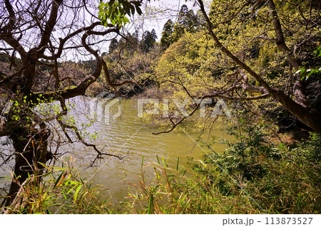 春の雄蛇ヶ池 113873527