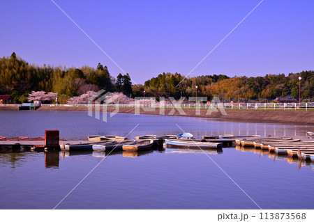 春の雄蛇ヶ池 春の雄蛇ヶ池 113873568