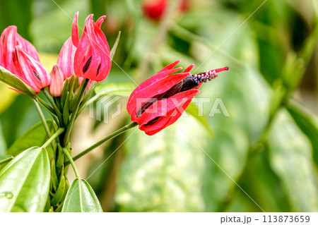 ブラジル原産の紅いパボニア・インテルメディア 113873659