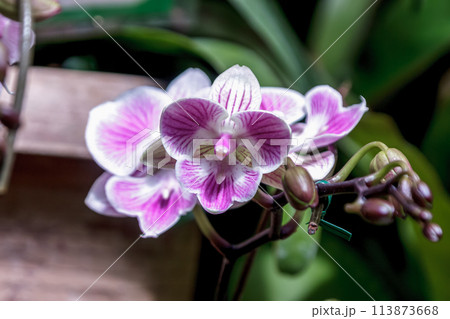 沖縄に自生するラン科植物イリオモテラン【ラン科】の写真素材 [113873668] - PIXTA