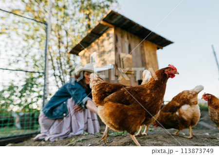 A large red hen close-up in a chicken coop while being fed by a female farmer. Eco-friendly lifestyle with free-range chicken feeding. Rural scene, organic farming A large red hen close-up in a chicken coop while being fed by a female farmer. Eco-friendly lifestyle with free-range chicken feeding. Rural scene, organic farming 113873749