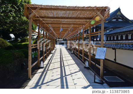 長松院　2023-7-30　＃6 113873865
