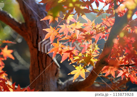 秋の公園　色づくカエデの葉 113873928