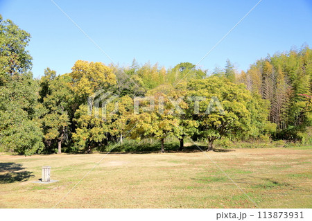 秋の公園　爽やか色づく雑木の葉　 113873931