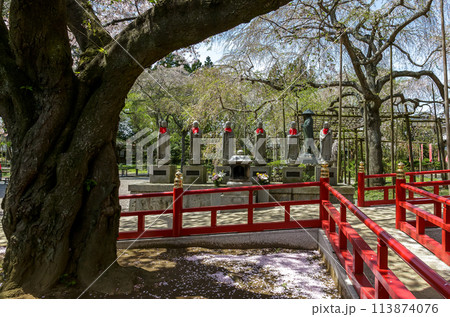 水戸大師六地蔵寺の朝【春さくら散る時期】 113874076