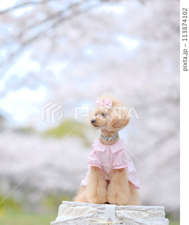 桜が咲く公園で遊ぶトイプードル 113874102