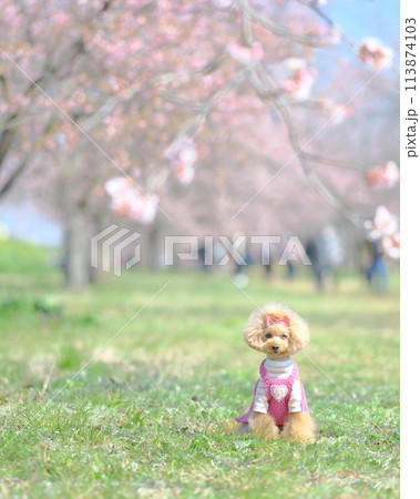 桜の咲く公園で遊ぶトイプードル 桜の咲く公園で遊ぶトイプードル 113874103