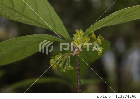 自然 植物 クロモジ、花です。花期は三月から四月、黄緑色の小さな花を葉腋に沢山つけます 自然 植物 クロモジ、花です。花期は三月から四月、黄緑色の小さな花を葉腋に沢山つけます 113874269
