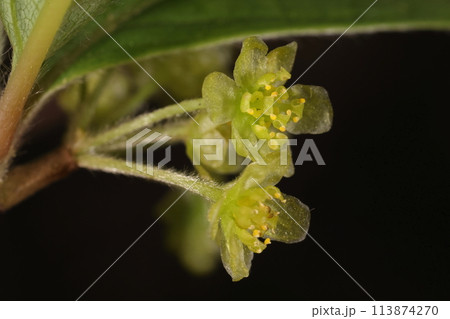 自然 植物 クロモジ、雄花です。内側に三個、外側に六個で計九個の雄しべがあります 自然 植物 クロモジ、雄花です。内側に三個、外側に六個で計九個の雄しべがあります 113874270