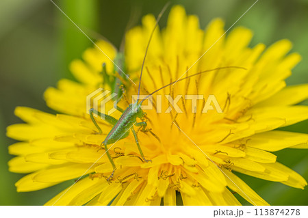 タンポポの花粉を食べるヤブキリ幼虫 113874278