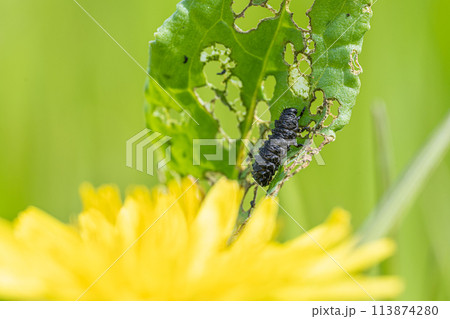 コガタルリハムシ幼虫 113874280