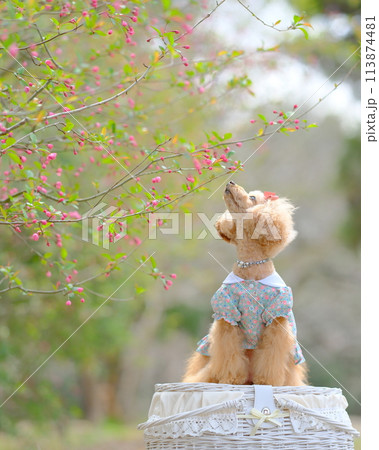 ピンクの花とトイプードル 113874481