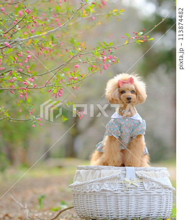 ピンクの花とトイプードル ピンクの花とトイプードル 113874482