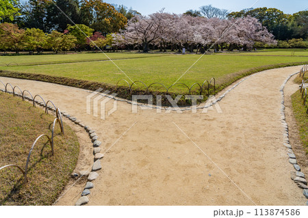 岡山県 春の岡山後楽園の園内の桜と散策路 岡山県 春の岡山後楽園の園内の桜と散策路 113874586