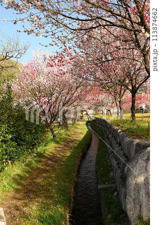 花桃と疎水風景 花桃と疎水風景 113874662