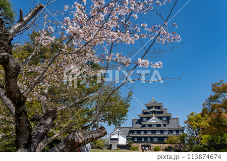 岡山県 春の岡山城と桜 岡山県 春の岡山城と桜 113874674