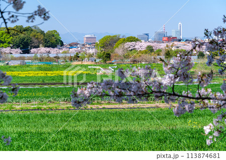 さいたま新都心と桜 さいたま新都心と桜 113874681