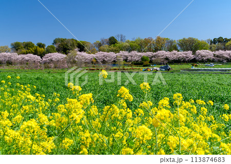 桜並木と菜の花 113874683