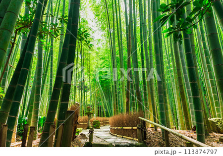 6月の鎌倉　報国寺　竹の庭 113874797