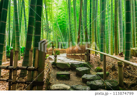 6月の鎌倉 報国寺 竹の庭 6月の鎌倉 報国寺 竹の庭 113874799